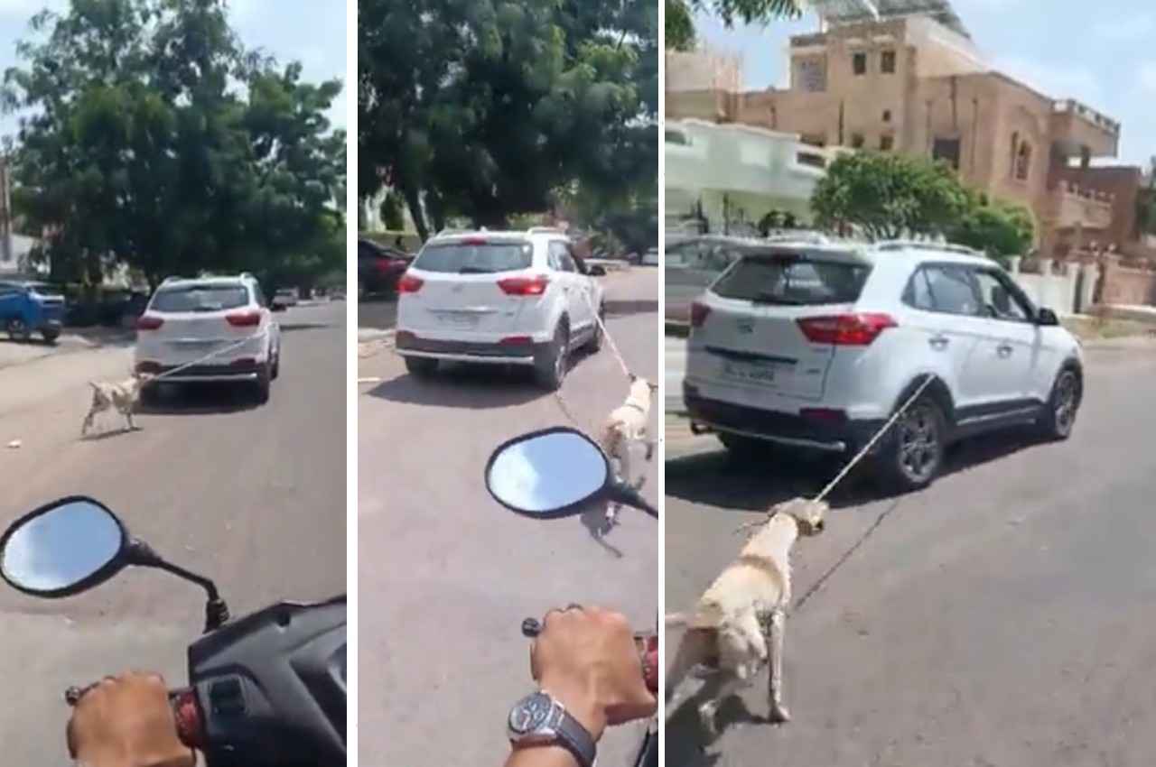 dog in Jodhpur