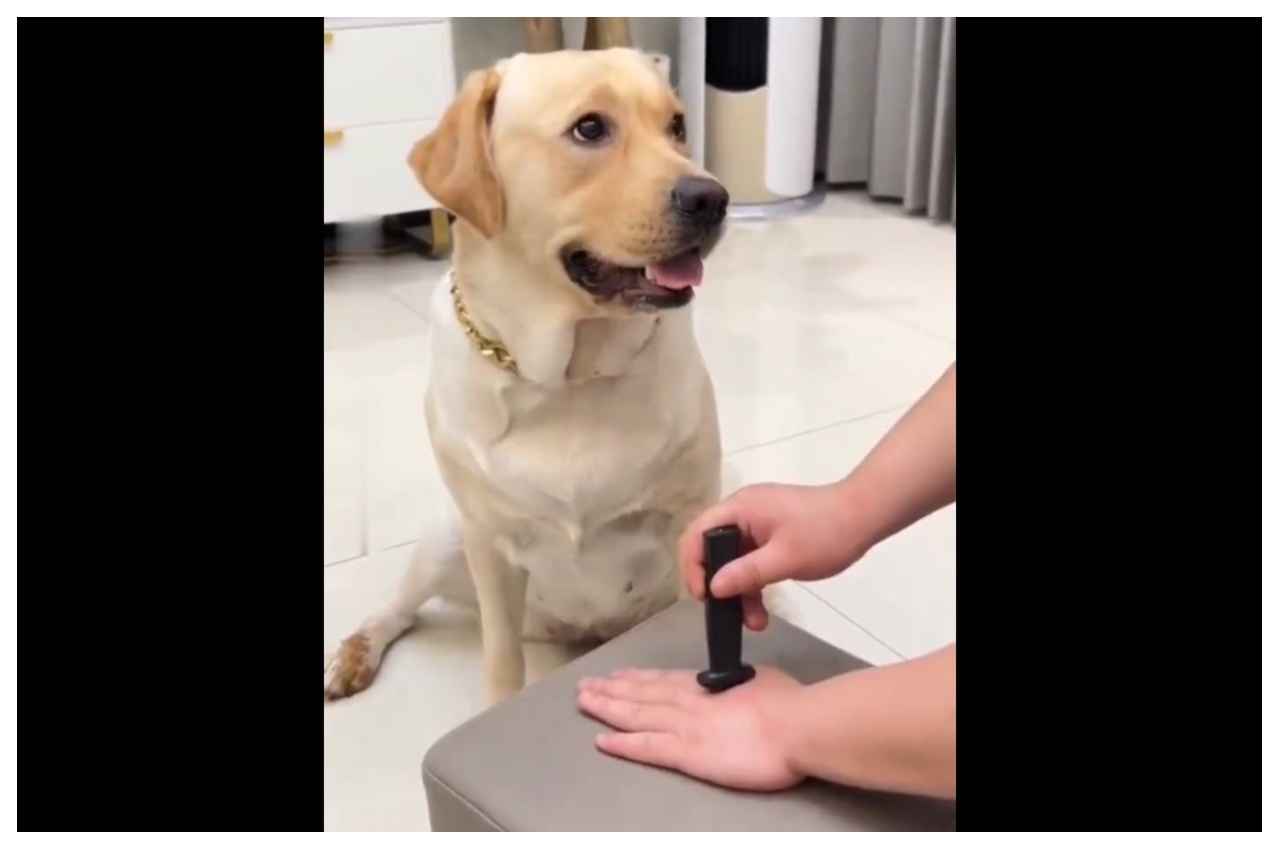 Viral Video: नकली चाकू से डॉगी को बेवकूफ बना रहा था मालिक, डॉगी ने किया ऐसा काम हंसी नहीं रोक पाएंगे 