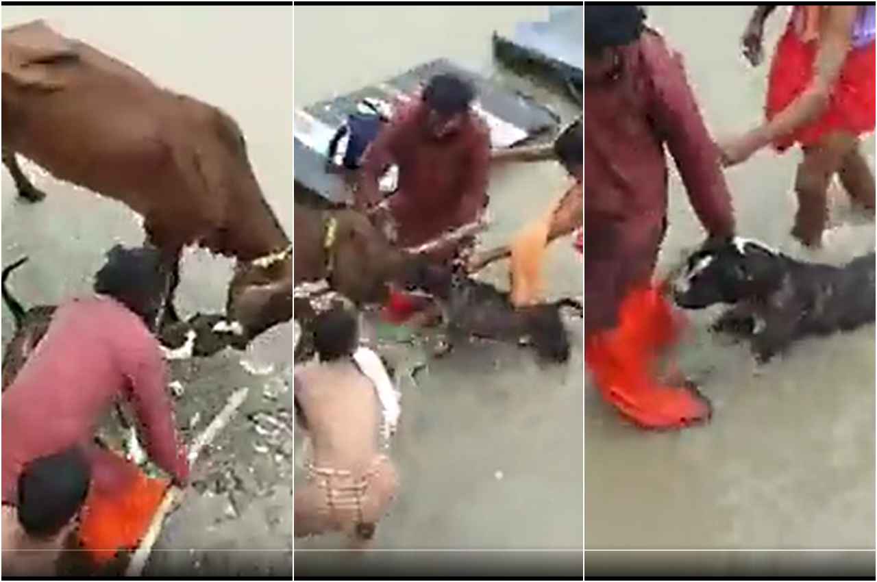 कानपुर में पिटबुल ने किया गाय पर हमला, बचाने में लोगों के छूट गए पसीने, देखें Video