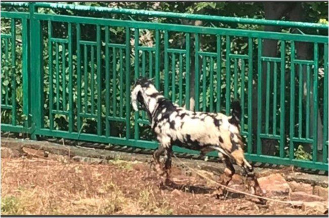 kuno national park lucky scapegoat