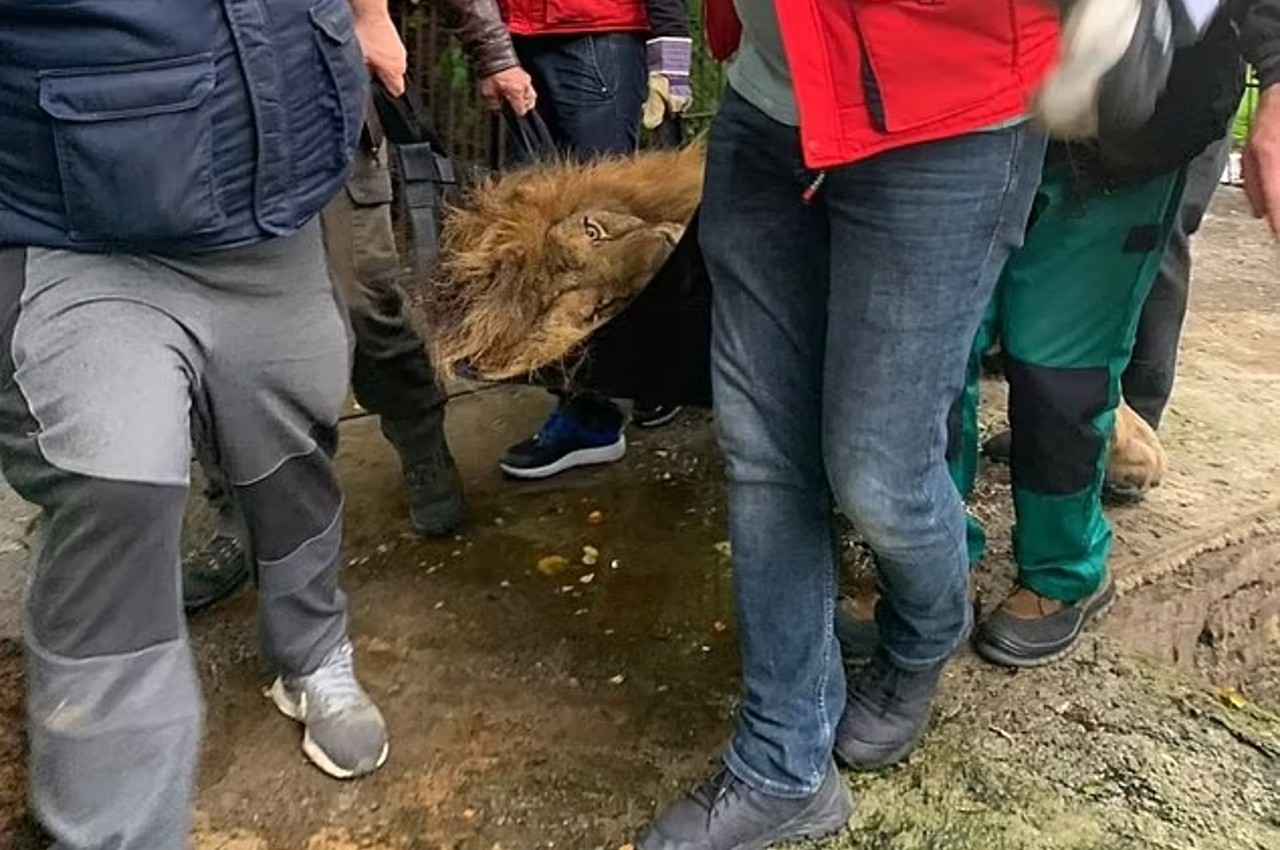 lions airlifted from Ukraine