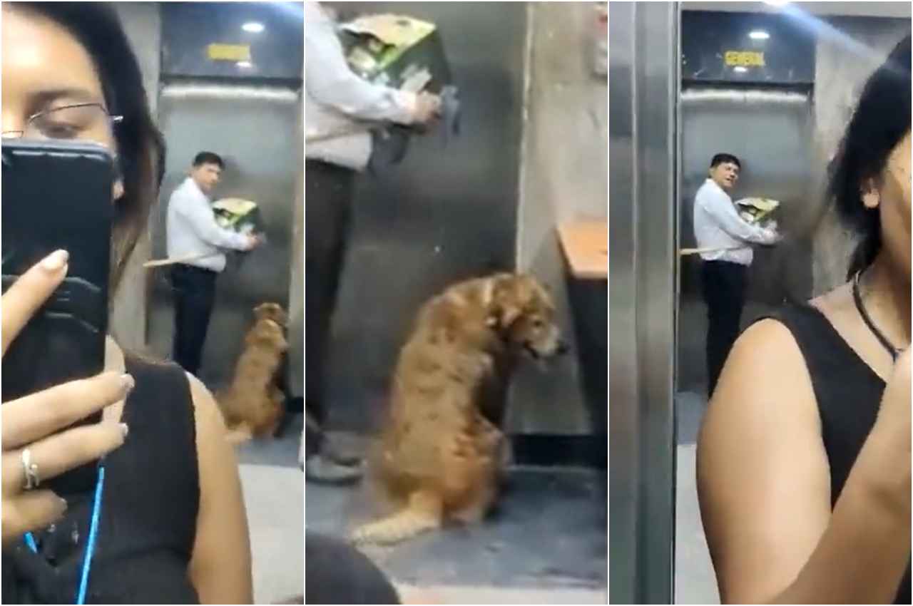 Pet Dogs In Housing Society: अब ग्रेटर नोएडा वेस्ट में कुत्ते को लेकर लिफ्ट में भिड़ी दो महिलाएं, Video Viral
