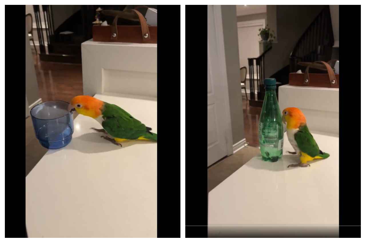 parrot parrot