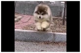 qute puppy viral video