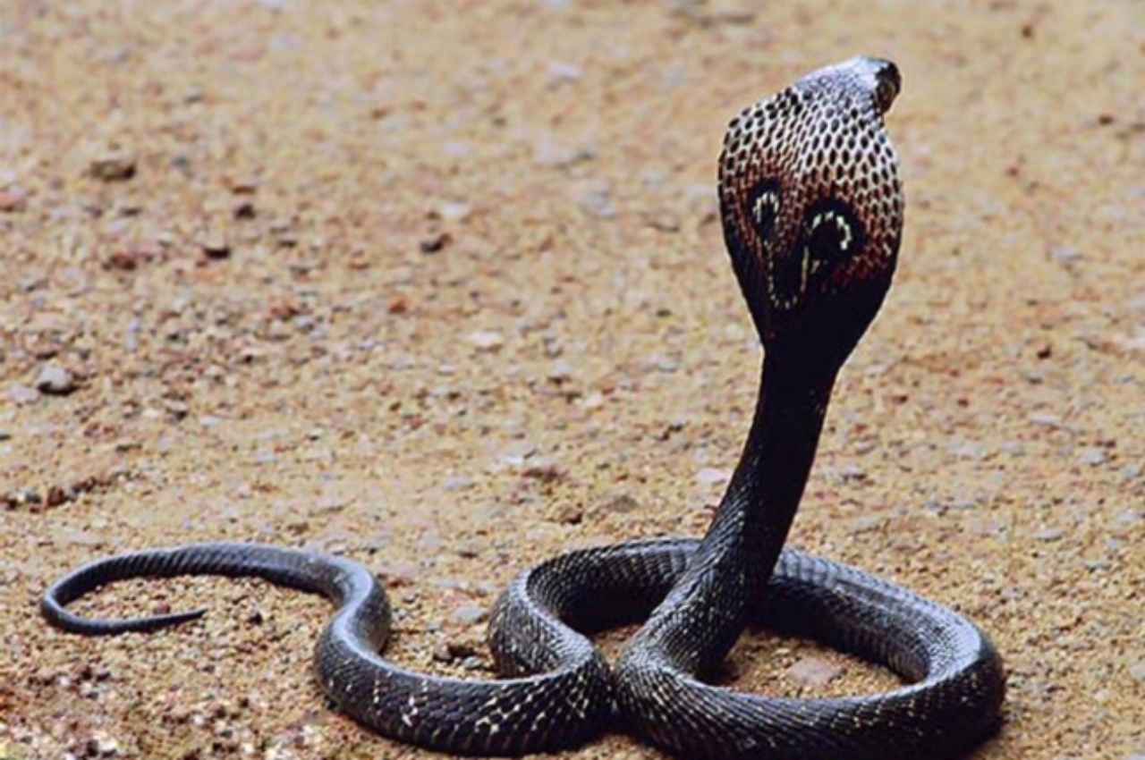 Mainpuri: बदला लेने आई थी नागिन! बेड पर सो रहे दो सगे भाइयों को डसा