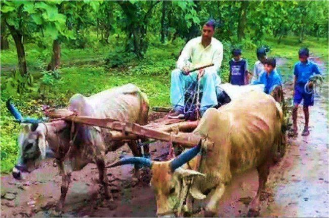 बैलगाड़ी वाला शिक्षक