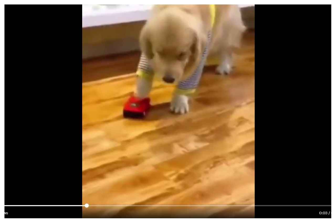 Viral Video: खिलौना कार टच होने पर डॉगी ने घायल होने की ऐसी एक्टिंग, लोग बोले ऑस्कर भी कम पड़ जाएगा  