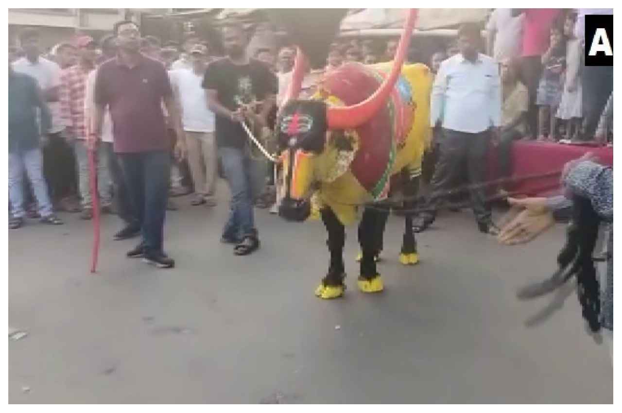 दिवाली पड़वा पर भैंस का रोड शो निकालते हुए (1) दिवाली पड़वा पर भैंस का रोड शो निकालते हुए
