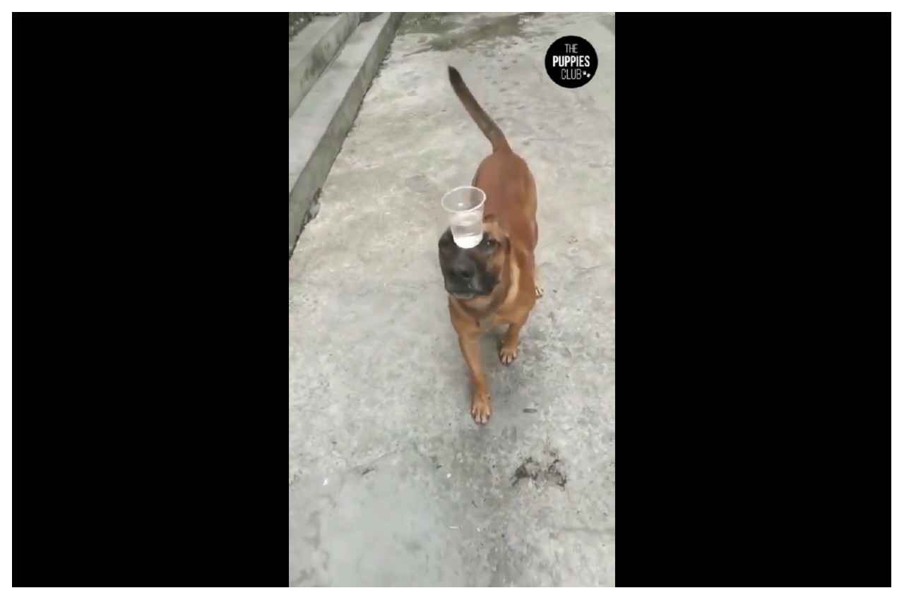 Viral Video: सिर पर पानी का गिलास रख उसे बैलेंस करने वाला डॉगी वायरल, लोग बोले सरकारी नौकरी पाने के लिए भी इतना ही फोकस चाहिए