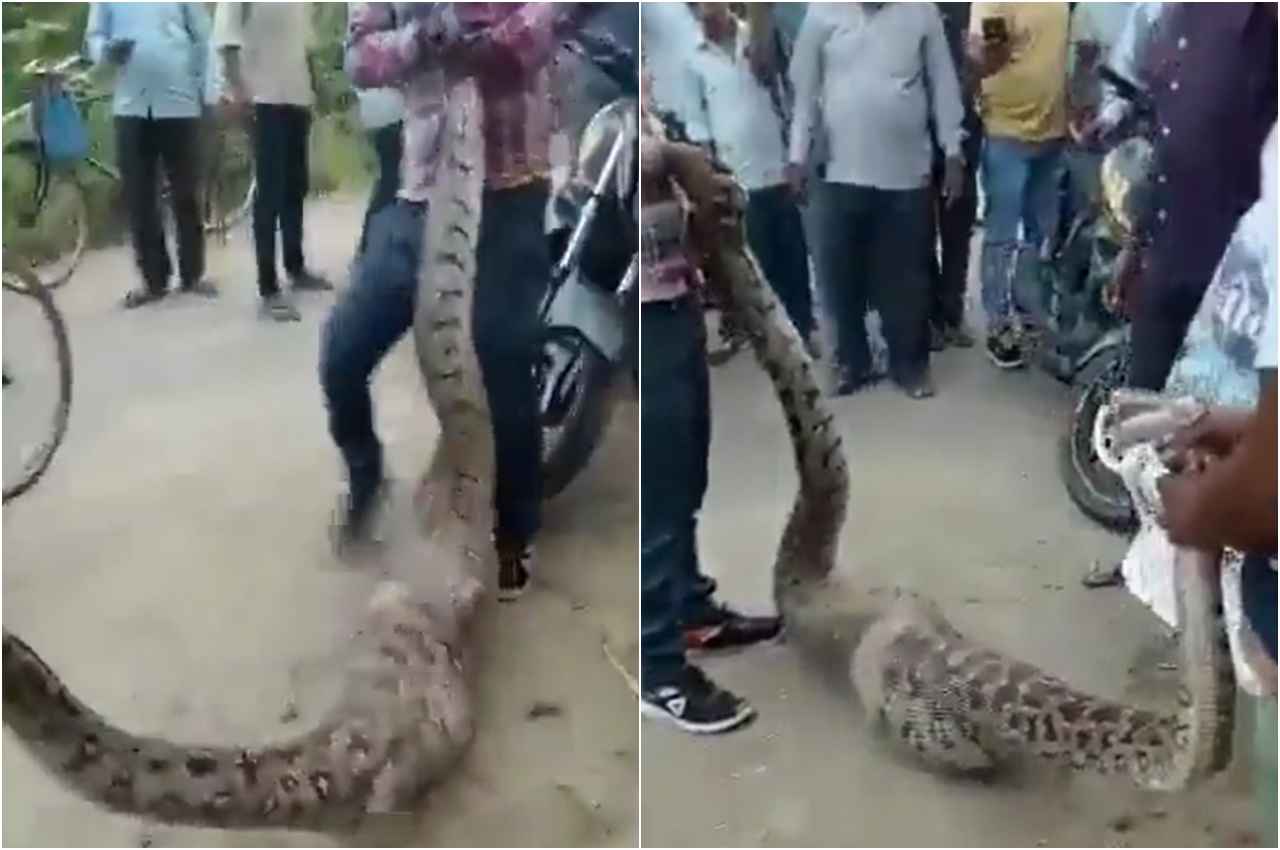 15-foot long python
