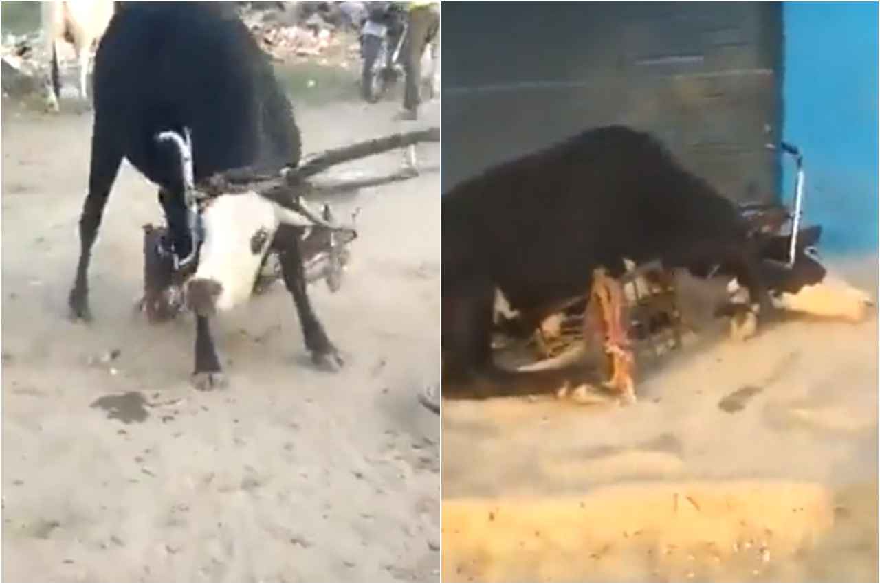 Viral Video: सब्जी मंडी में साइकिल लेकर दौड़ा सांड, जिसने भी देखा उसकी कांप गई रूह