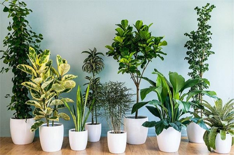 Air Purifying Plants