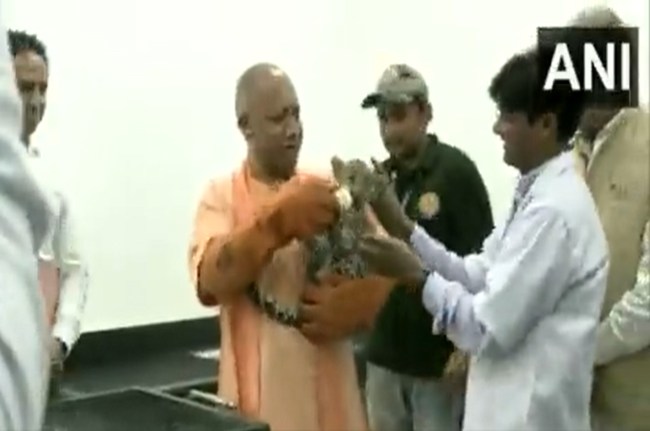 CM Yogi With leopard cubs