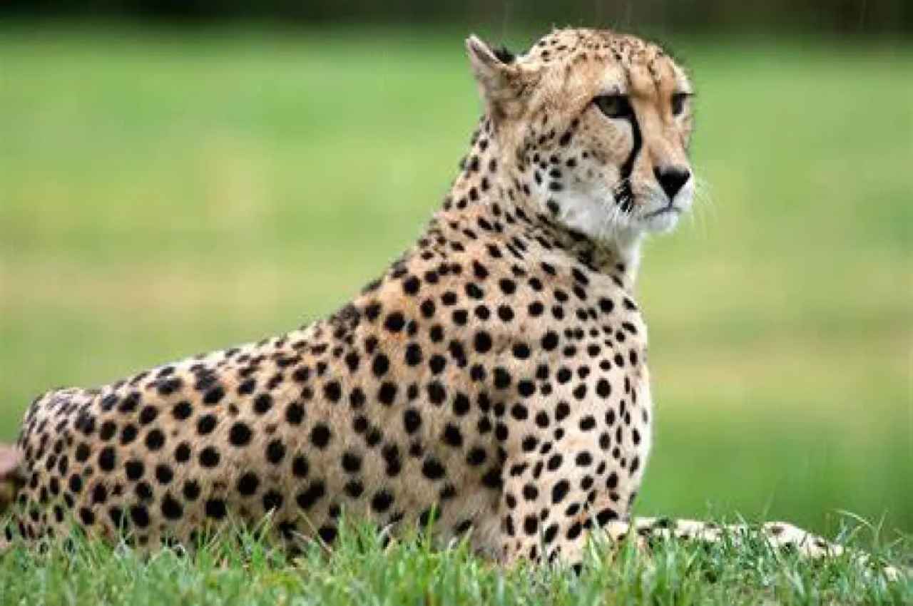 Cheetah