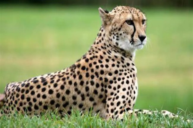 Cheetah