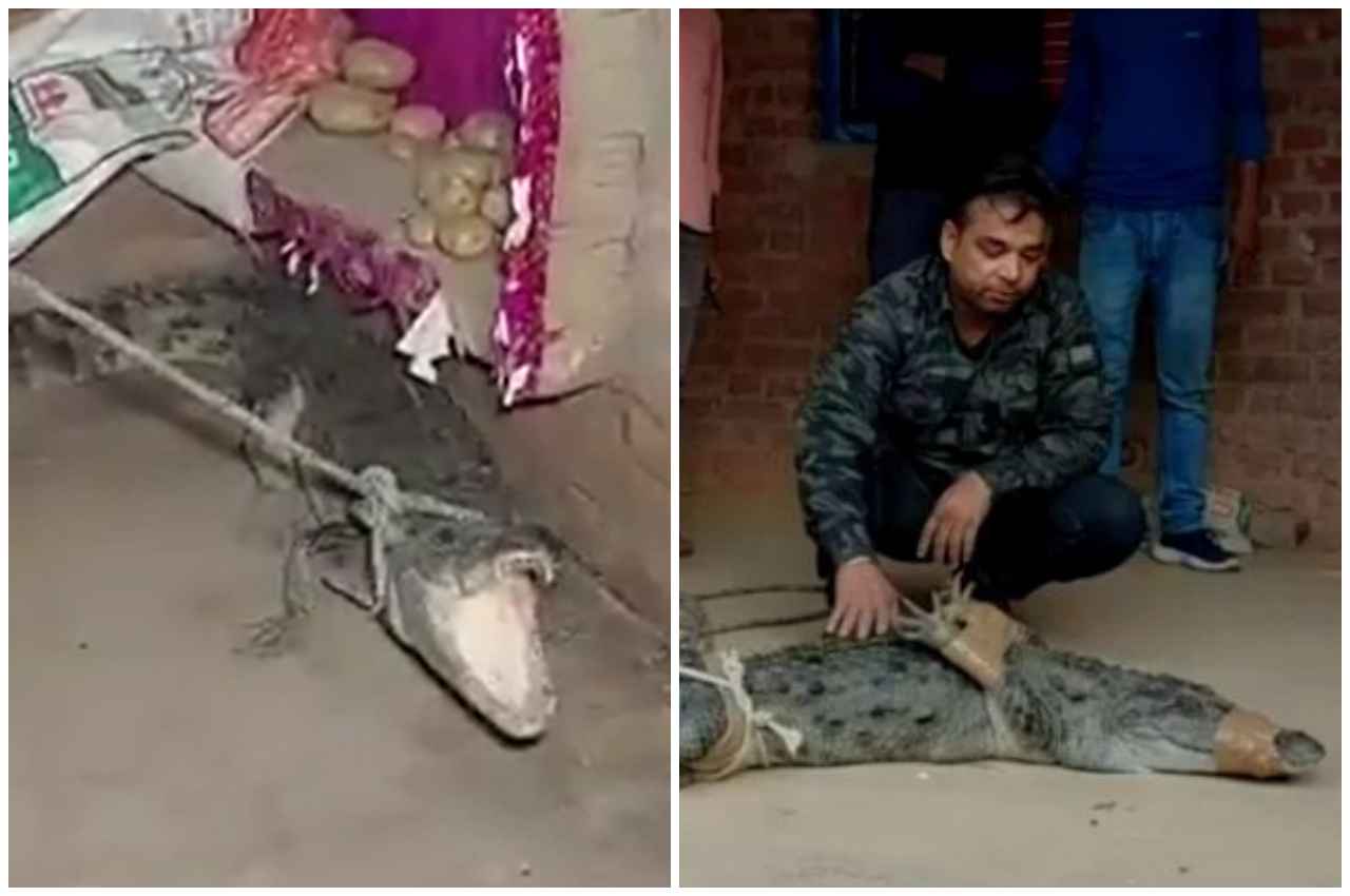Viral Video: रात को सोने की तैयारी कर रहा था परिवार, तभी कमरे में दिखा कुछ खौफनाक, भाग खड़े हुए सभी लोग