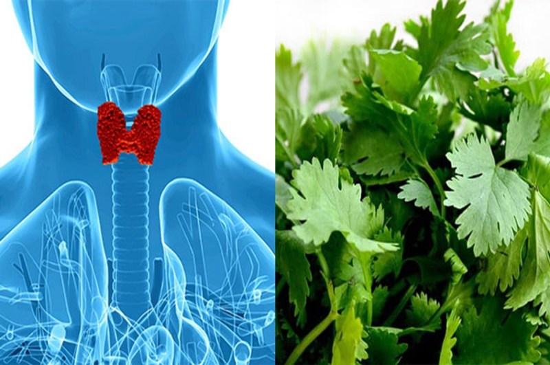 Green Coriander For Thyroid