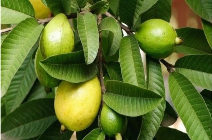 Guava Leaves Kadha