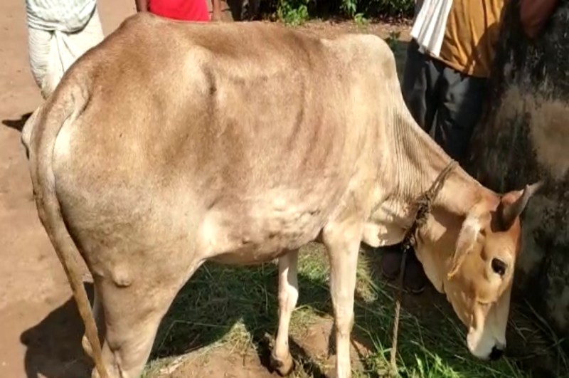Chhindwara Lumpy Virus