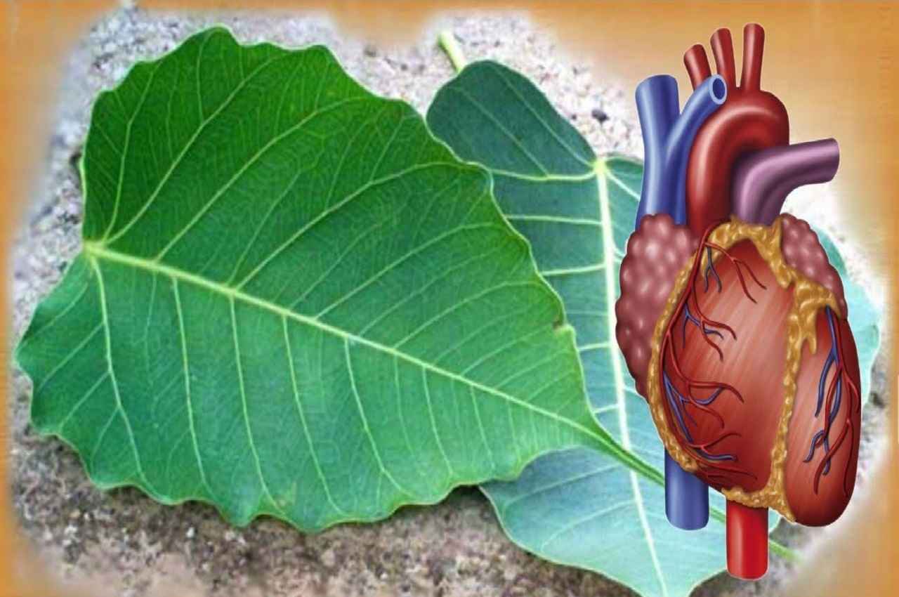 Fact Check: क्या हार्ट ब्लॉकेज को ठीक कर देते हैं पीपल के पत्ते? आइए जानते हैं इसके पीछे की सच्चाई