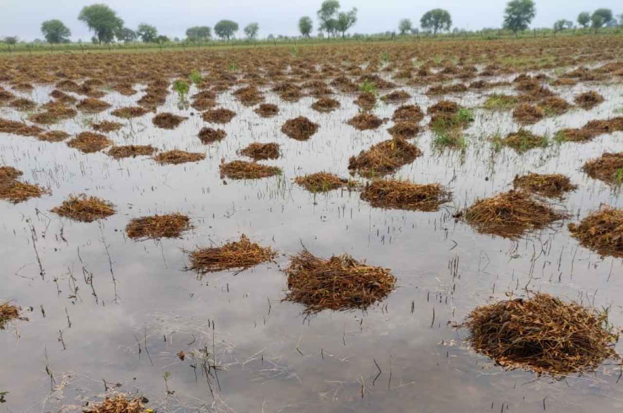 Rajasthan Weather Update: मानसून की विदाई ने किसानों को रुलाया, भारी बारिश से खरीफ की फसल तबाह