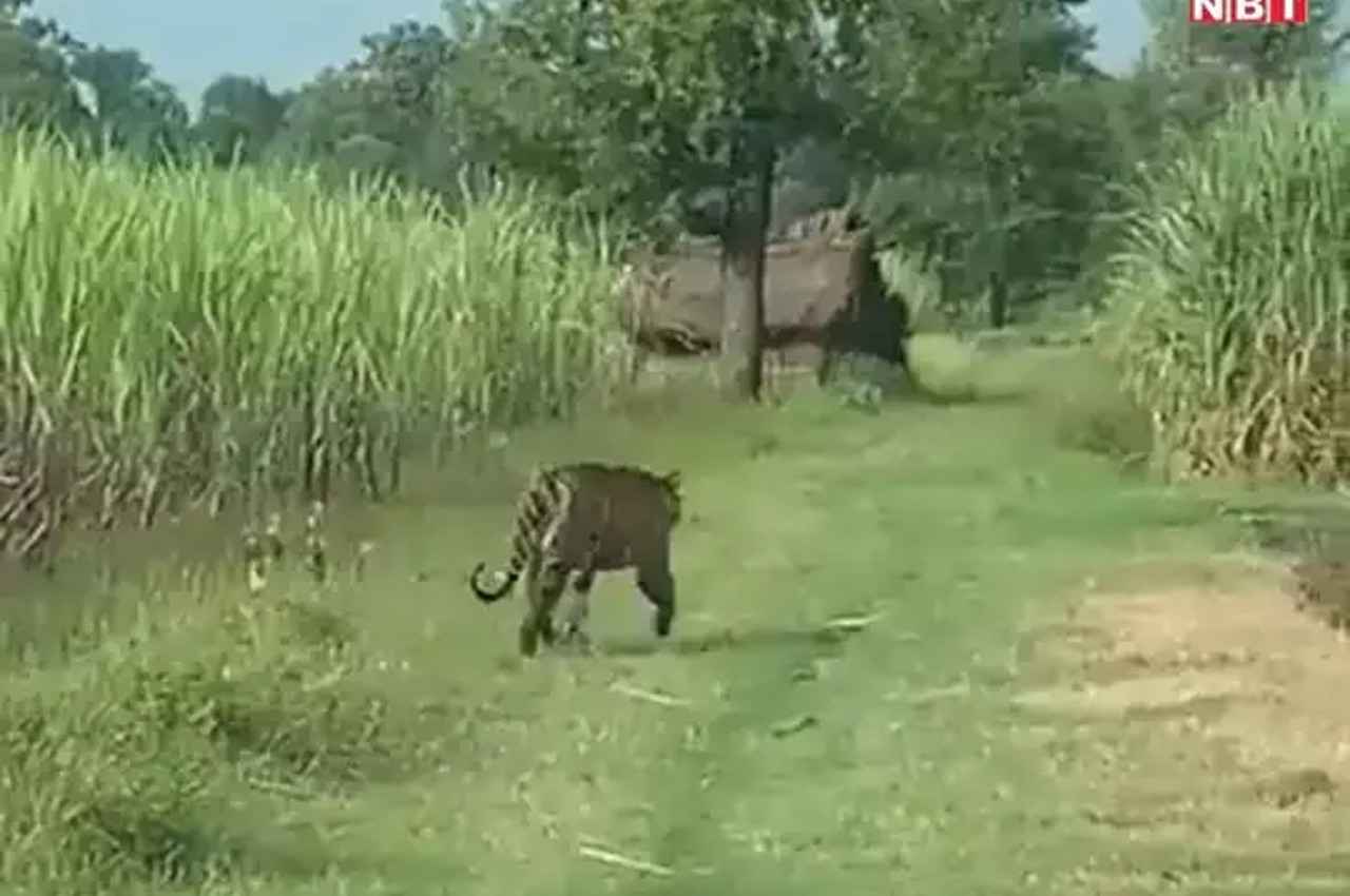 बिहार: 9 लोगों को निवाला बनाने वाले आदमखोर बाघ के आतंक का अंत, देखते ही गोली मारने का था आदेश