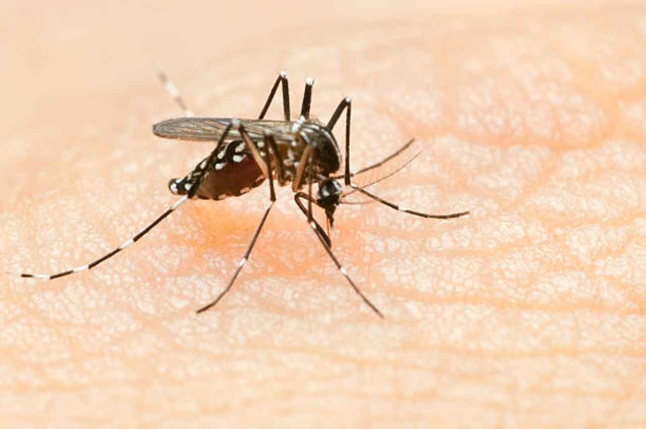 dengue