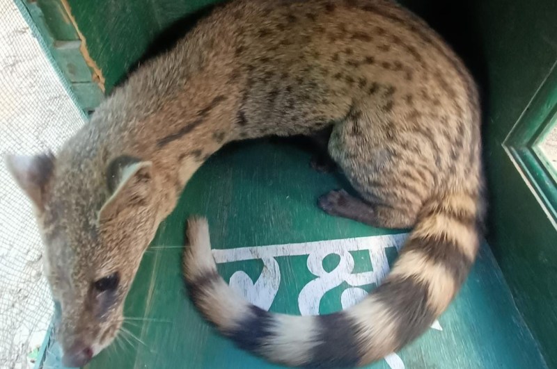 small Indian civet