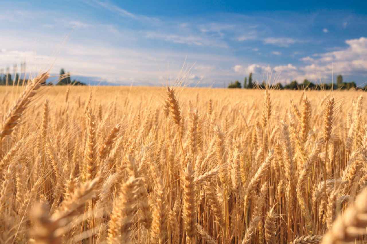 wheat