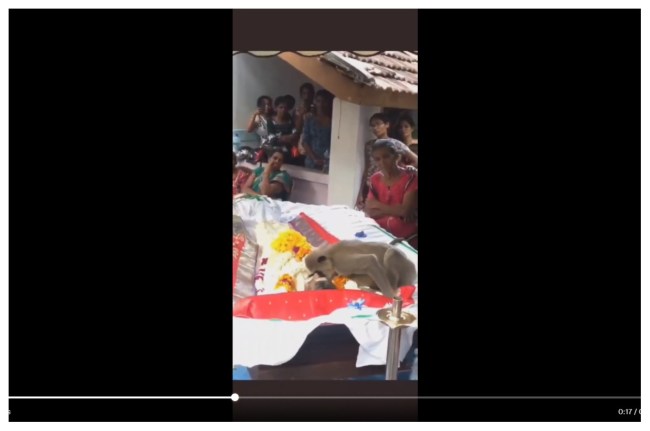 अर्थी के पास बैठा लंगूर