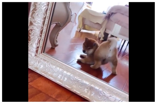पपी खुद को शीशे में देखता हुआ