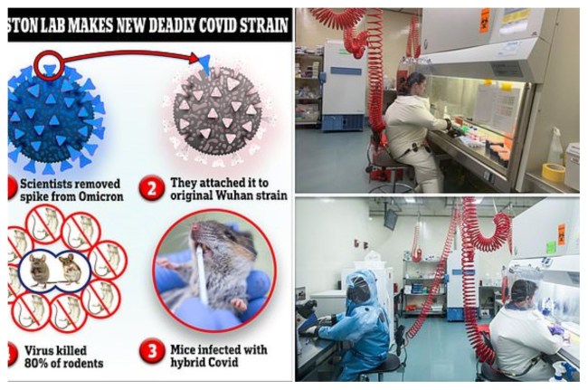 बोस्टन विश्वविद्यालय का कोविड का नया स्ट्रेन विकसित करने का दावा बोस्टन विश्वविद्यालय का कोविड का नया स्ट्रेन विकसित करने का दावा