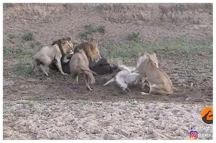 शेरनियों के झगड़े में भैंस जान बचाकर भागी