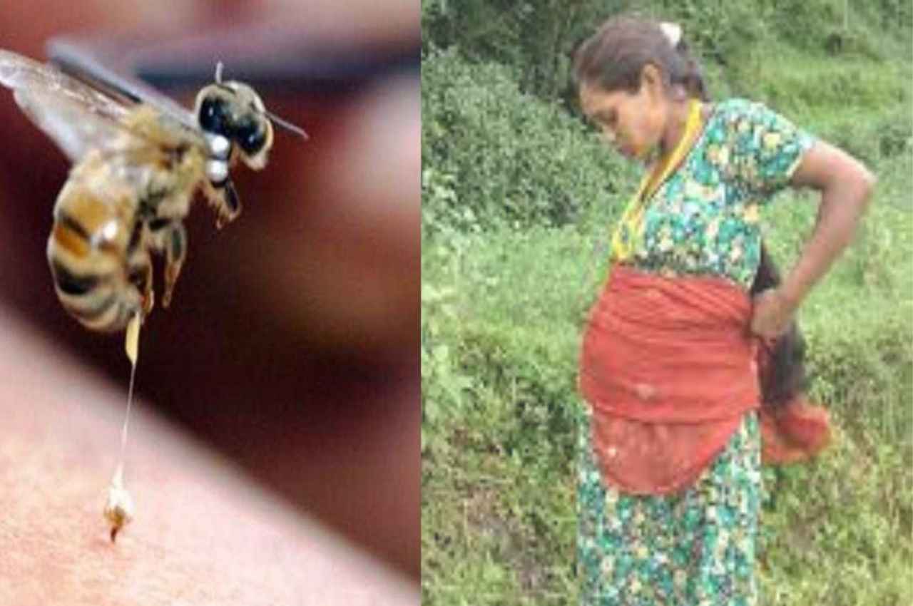 छिंदवाड़ा में मधुमक्खी के काटने से गर्भवती की मौत