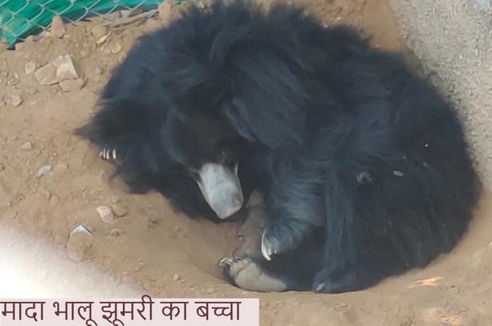 Baby of female bear Jhumri