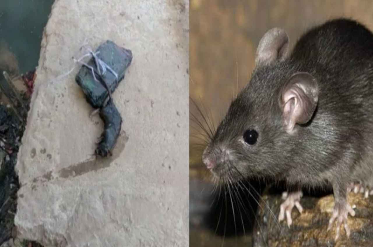 Budaun Killing Rat