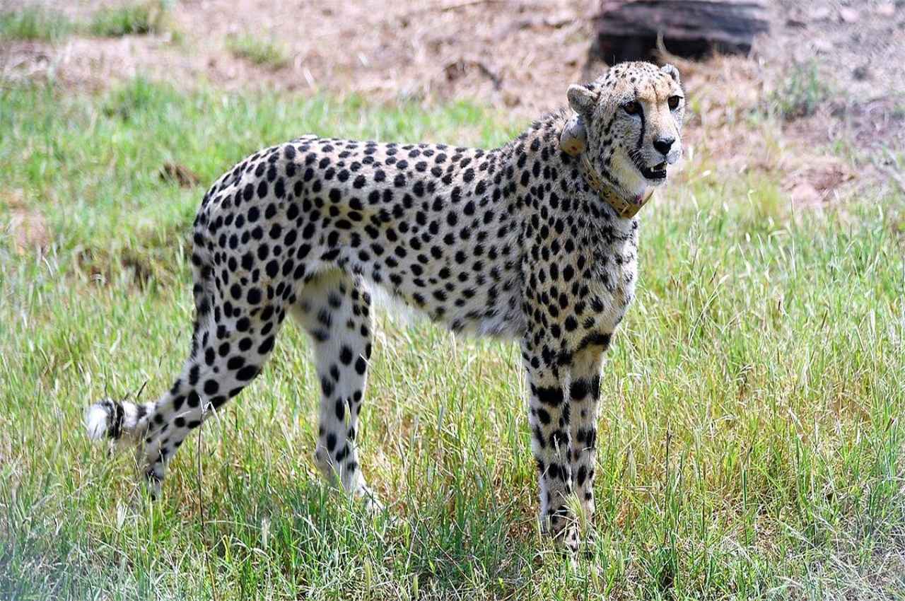Kuno National Park: बड़े बाड़े में छोड़ा गया तीसरा चीता 'ओबान', बाहर निकलते ही खूब लगाई दौड़
