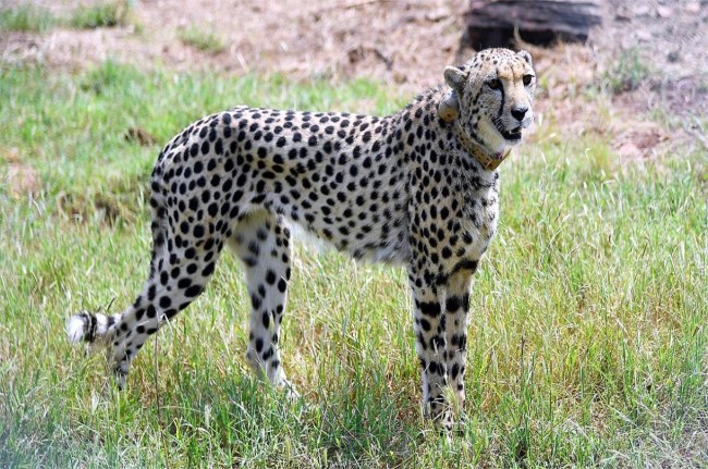 Cheetah sheopur