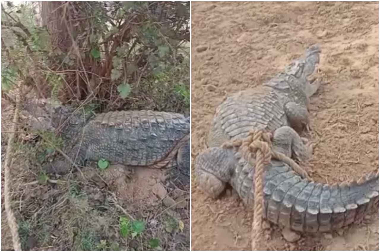 Viral Video: चलाऔ जाए... गांव में घुसे मगरमच्छ से डरने के बजाय मजे लेते रहे ग्रामीण, खूब किया परेशान