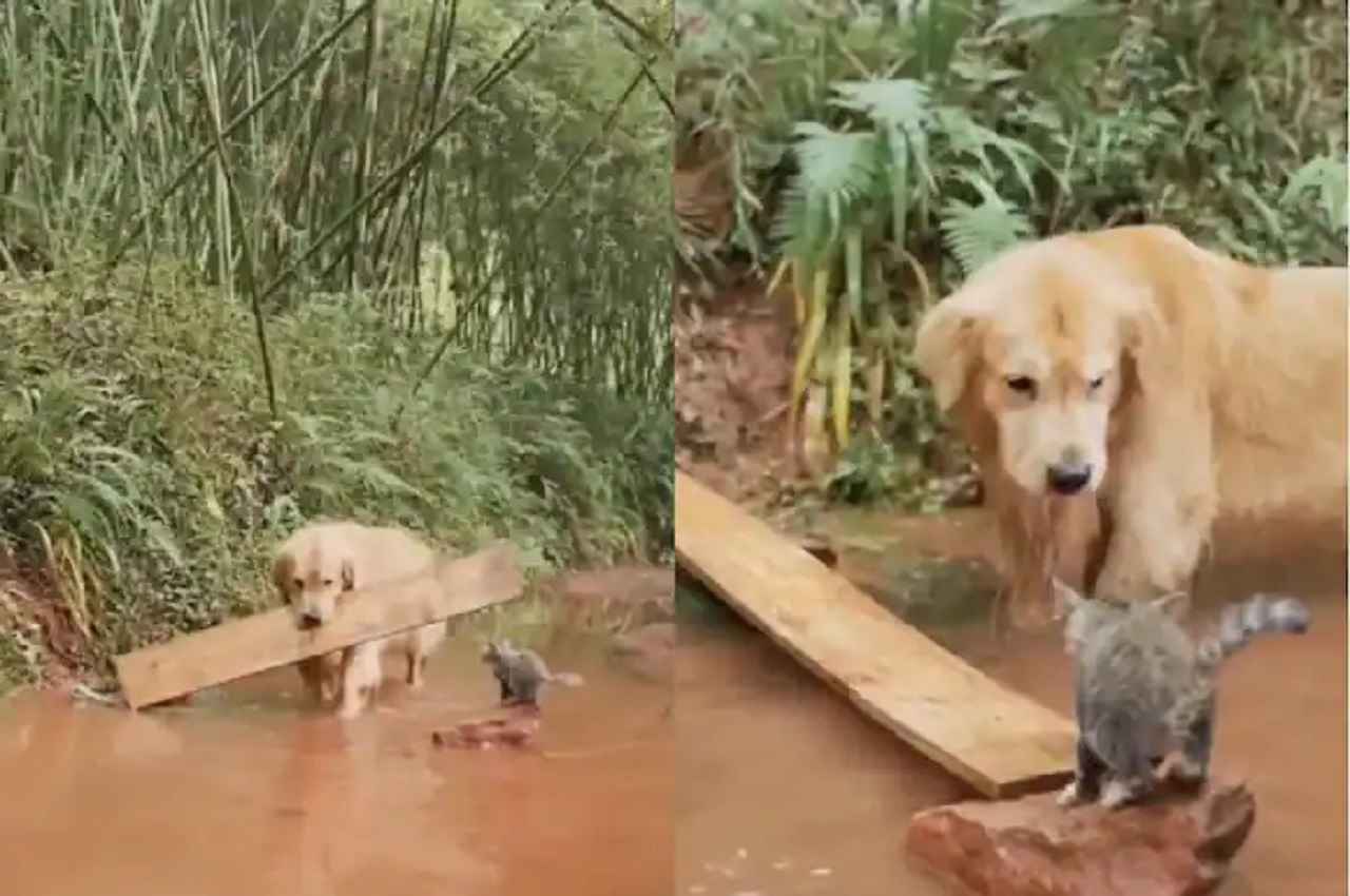 Viral Video: दिल भर आएगा, जैसे नन्ही बिल्ली को डूबने से बचाने के लिए कुत्ते ने किया बंदोबस्त