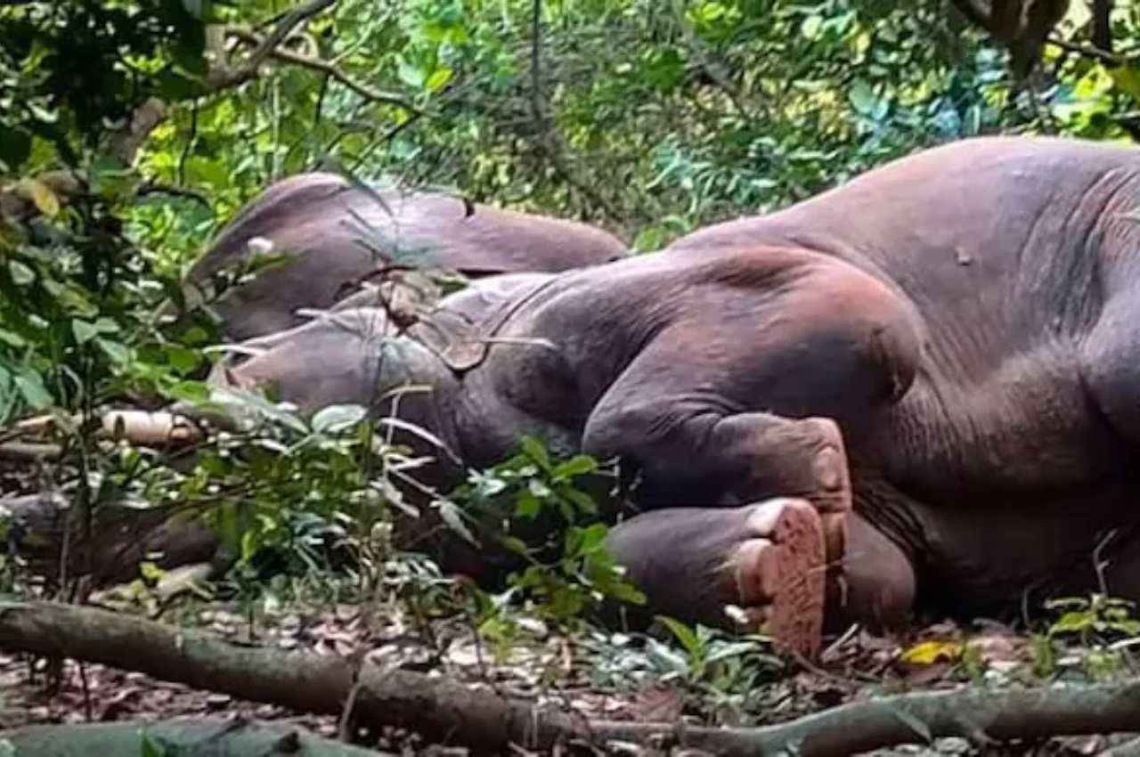 'शराबी हाथी' बीच जंगल में शराब पीकर सो गए थे...जगाने के लिए गांव वालों ने अपनाया खास तरीका