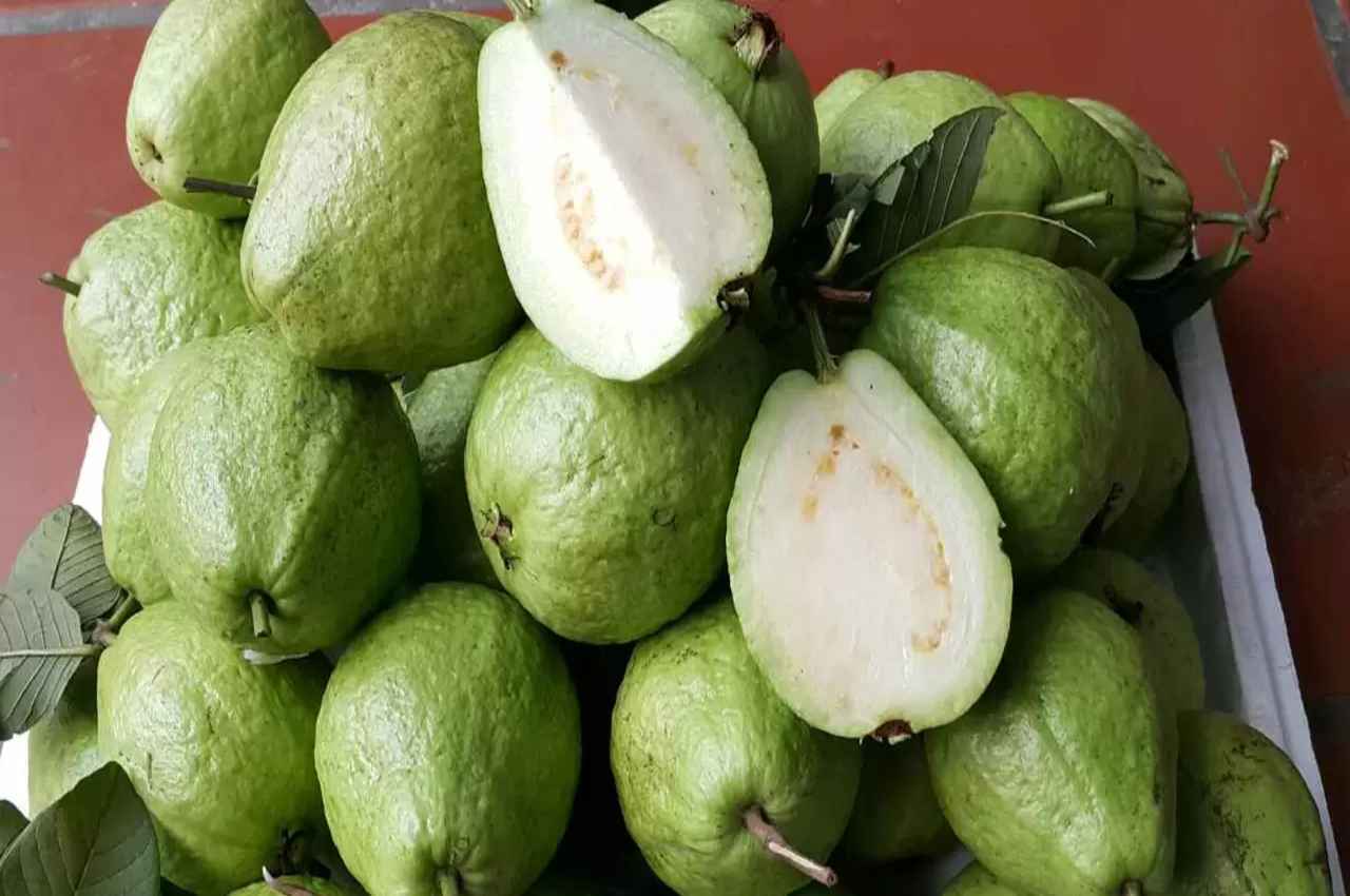 Guava for Weight Loss: सर्दियों में बढ़ते वजन को कंट्रोल करता है अमरूद, बस डाइट में ऐसे करें शामिल