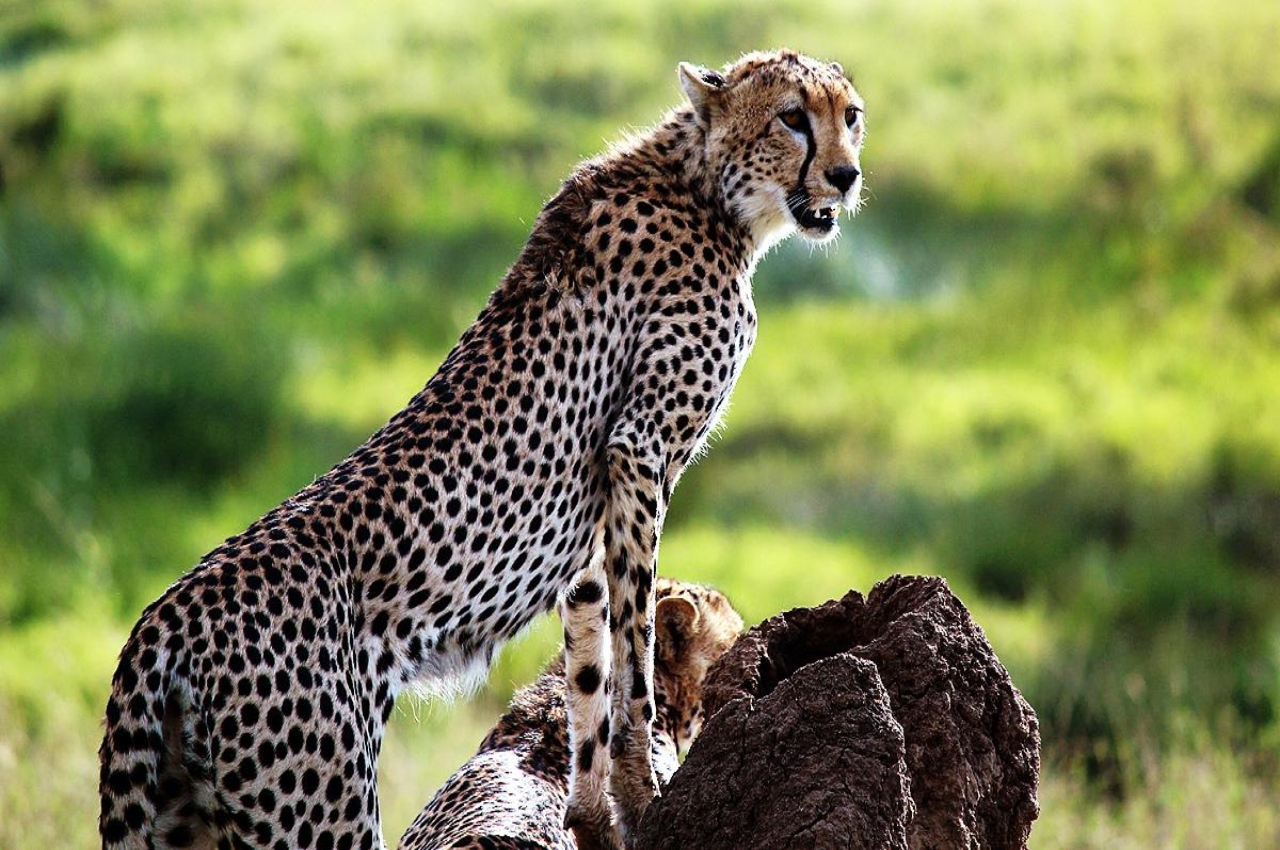 Kuno Cheetah Project, Kuno National Park, Cheetah Uday