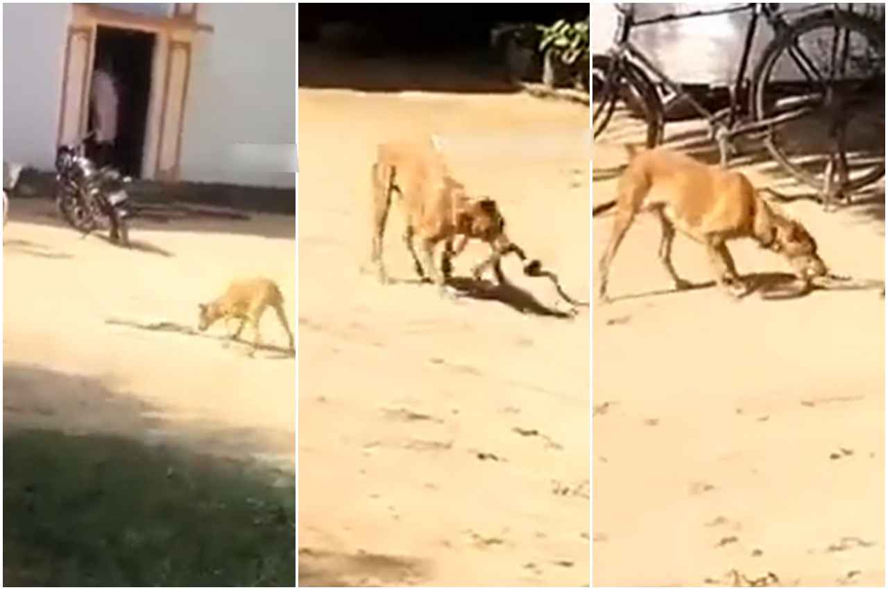 Viral Video: 7 फीट के सांप से आधे घंटे तक टक्कर लेती रही डॉगी, फिर इस तरह हुआ खौफनाक लड़ाई का अंत, देखें