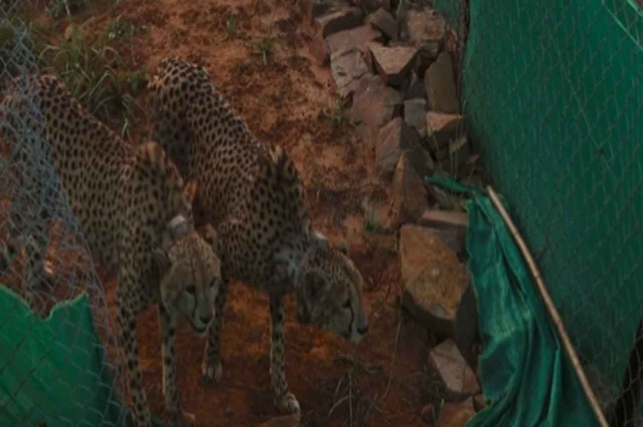 Kuno National Park: बड़े बाड़े में छोड़े गए नामीबिया से लाए गए 2 चीते, PM मोदी ने वीडियो शेयर कर जताई खुशी