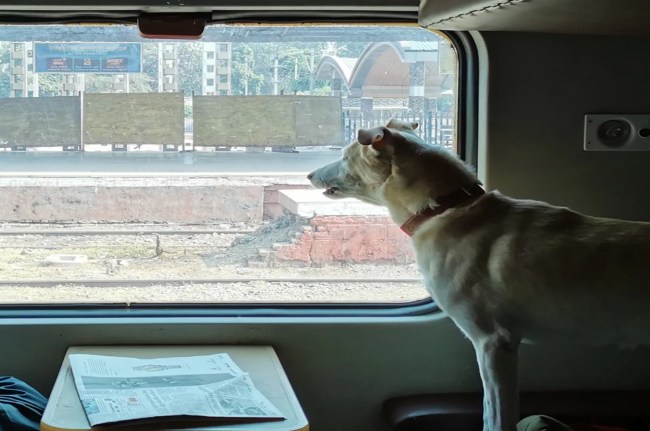Pet Dog in Train