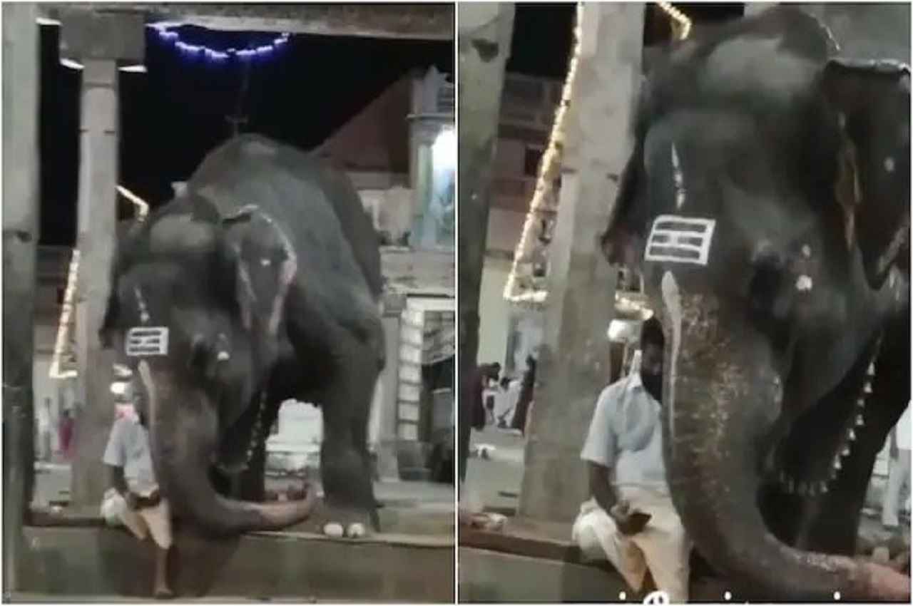 Viral Video: हाथी के साइड में बैठा केयरटेकर चला रहा था फोन, जानवर की गई नजर तो करने लगा ऐसे...देखें