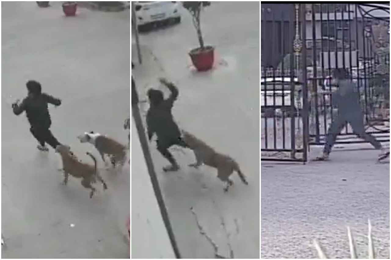 ghaziabad dog attack