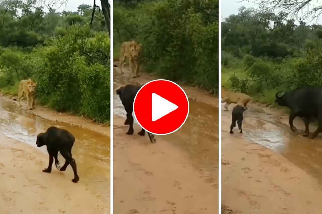 Viral Video: शेरनी ने बछड़े पर हमला करने की कोशिश की, अपने बच्चे को बचाने दौड़ी भैंस, देखें- फिर क्या हुआ