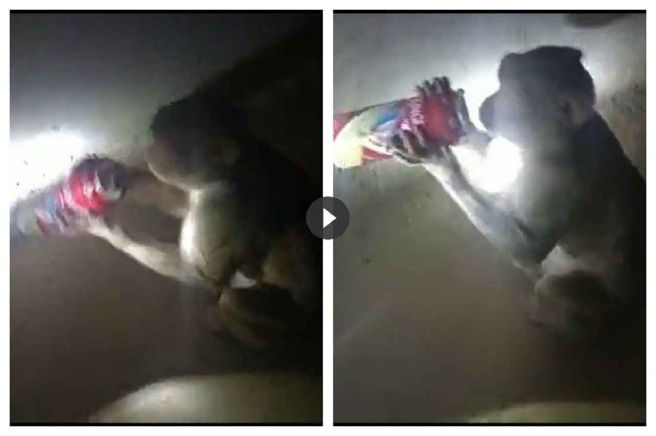 Viral Video: बंदर सीधे मुंह पर कैन लगाकर पीता दिखा बीयर, Cheers करने को बेकरार!